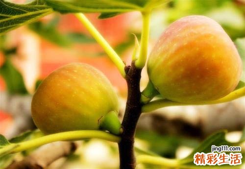 无花果的功效 无花果的神奇功效