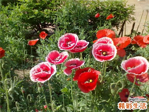 高血压患者不能随意停药
