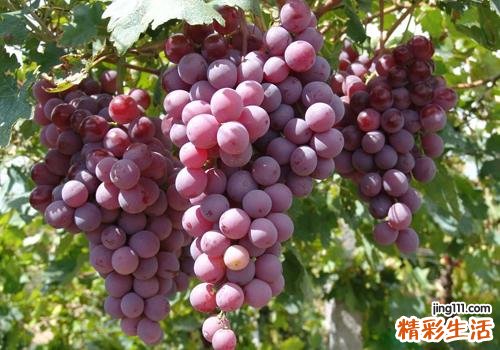 吃葡萄有什么好处 别说我没告诉你哦