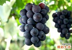 吃完消炎药能吃葡萄吗 吃完消炎药可以吃水果吗