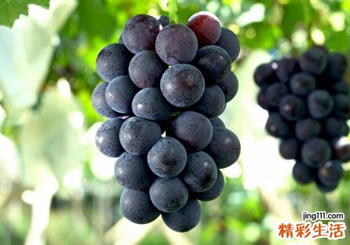 吃完消炎药能吃葡萄吗 吃完消炎药可以吃水果吗