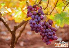 葡萄和什么水果一起榨果汁好 葡萄和这4种水果榨汁最好喝