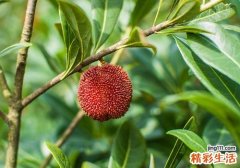 杨梅用盐水泡要泡多久 千万别泡太久了哦