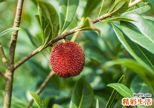 杨梅用盐水泡要泡多久 千万别泡太久了哦