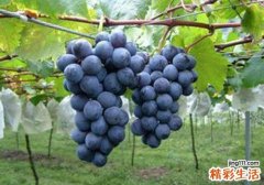 葡萄可以减肥吗