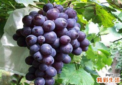 吃葡萄会不会得糖尿病