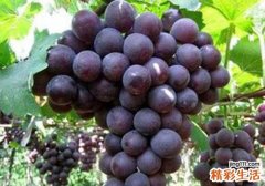 吃葡萄拉肚子是什么原因