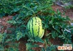 西瓜切开没熟怎么办 怎么看西瓜熟没熟