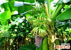 绿色香蕉怎么催熟 绿色的香蕉可以吃吗