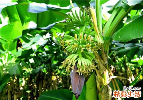绿色香蕉怎么催熟 绿色的香蕉可以吃吗