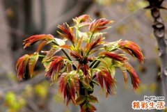 香椿有什么好处 家常香椿做法