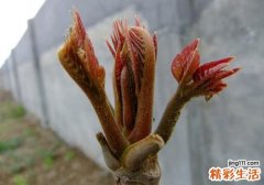 红斑狼疮能吃香椿吗 吃什么食物好