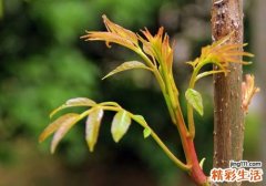 香椿炒鸡蛋的禁忌 吃香椿炒鸡蛋要注意什么