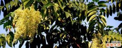 香椿花能下奶吗 泡水香椿花下奶吗