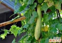丝瓜搭配什么一起吃 丝瓜的人群宜忌