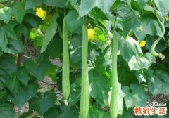 丝瓜含有哪些营养 丝瓜吃了有什么作用