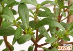马齿苋每天吃多少 马齿苋能天天吃吗