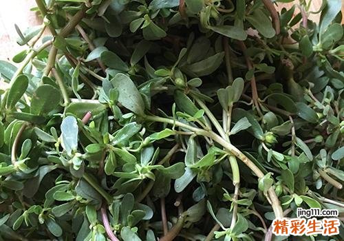 马齿苋如何保存 马齿苋可以保存多久