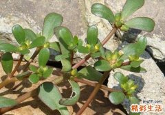 马齿苋能去眼袋吗 马齿苋怎么去眼袋