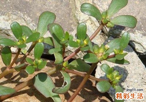 马齿苋能去眼袋吗 马齿苋怎么去眼袋