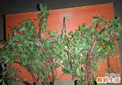马齿苋吃多了会怎样 马齿苋的副作用有哪些
