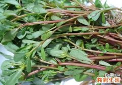 吃马齿苋过敏怎么办 马齿苋能治过敏吗