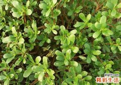 马齿苋泡水喝有这6个好处 马齿苋可不可以长期喝