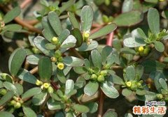 马齿苋熬水需要多久 马齿苋熬水治疗湿疹吗
