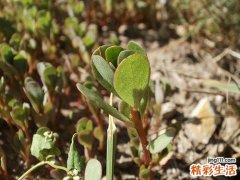 马齿苋泡水洗脸的功效 马齿苋泡水洗脸怎么洗