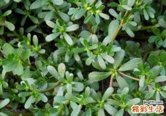怀孕吃马齿苋能打胎吗 孕妇吃了马齿苋怎么办