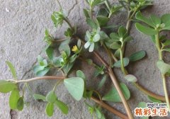 马齿苋治疗痛风吗 马齿苋对痛风有作用吗