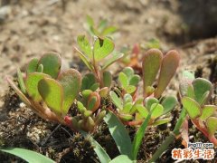 马齿苋泡澡功效与作用 马齿苋洗澡怎么做