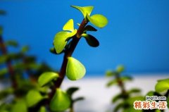 马齿苋泡醋有什么功效 马齿苋泡醋怎么做