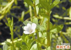 马齿苋的根有什么作用 马齿苋的根能吃吗