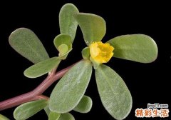 马齿苋的美容功效与作用 消炎祛痘、抗衰老！