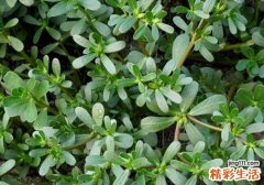 马齿苋可以祛斑吗 马齿苋祛斑怎么用