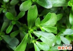 马齿苋可以做面膜吗 马齿苋做面膜的功效