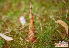 春季吃笋有什么好处 春季吃笋有4个好处