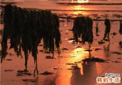 海带对人体有什么好处 吃海带的功效