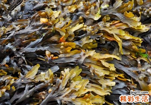 海带和柿子可以同食吗 干海带上有白霜能吃吗