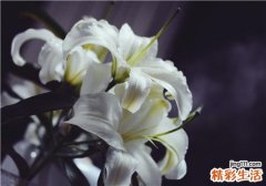新鲜百合的芯可以吃吗 新鲜百合吃多了怎么办
