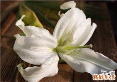 鲜百合可以生吃吗 鲜百合怎么去苦味