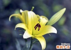 百合可以治耳鸣吗 百合居然有这么神奇的功效
