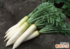 吃白萝卜可以治什么病 这样吃萝卜一冬不生病