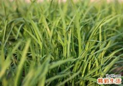 吃韭菜胃不舒服怎么办 吃韭菜胃疼怎么缓解