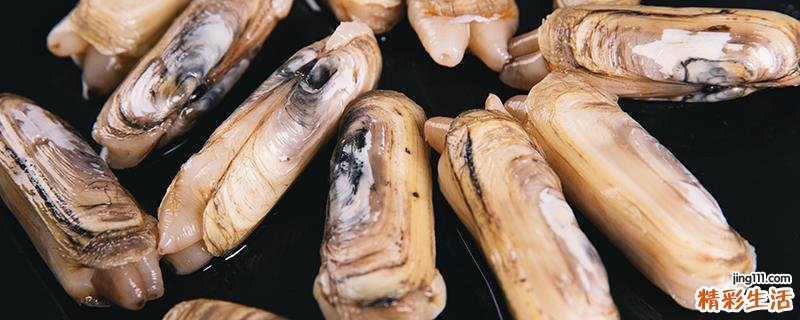 蛏子韭菜可以一起炒吗 蛏子内脏在哪