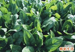 菠菜吃了有什么好处 食用菠菜要注意什么