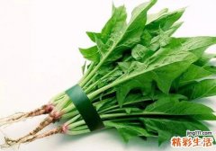 菠菜有什么好处 菠菜的适用人群与禁忌人群