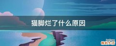 猫脚烂了什么原因
