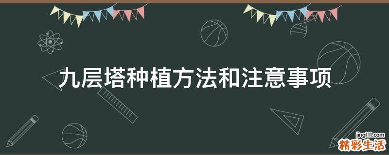 九层塔种植方法和注意事项